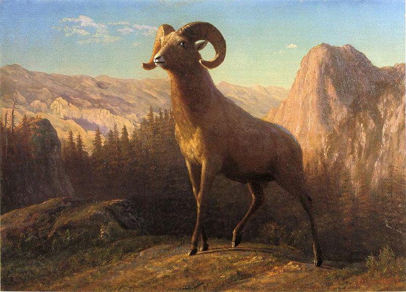 Albert Bierstadt A Rocky Mountain Sheep, Ovis, Montana France oil painting art